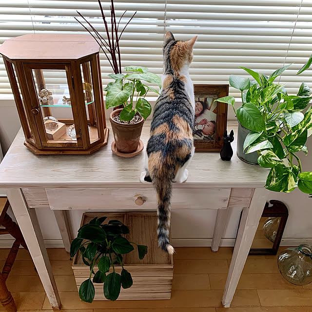 ochoriさんの実例写真