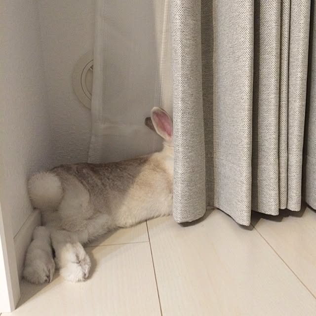 Hitomiさんの実例写真