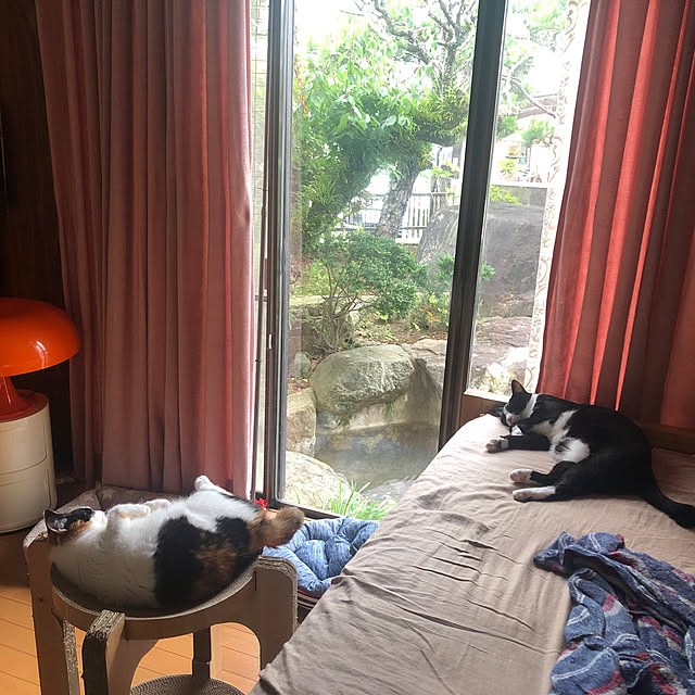 ベッド周り/猫/ねこのいる日常/ねこと暮らす/アルテミデ　ネッソのインテリア実例 - 2024-07-07 10:04:39