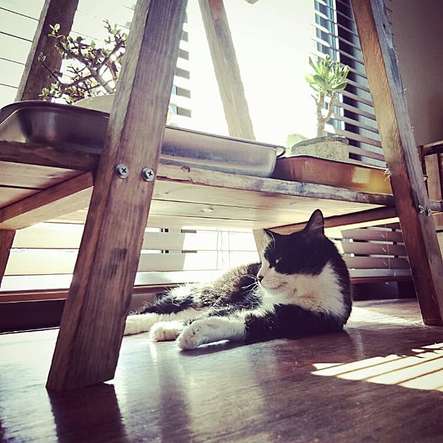 katsuwobushiさんの実例写真