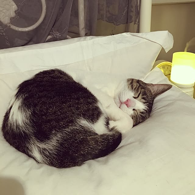 Shihoさんの実例写真