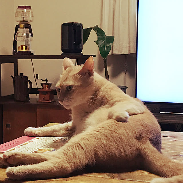 mikan161さんの実例写真