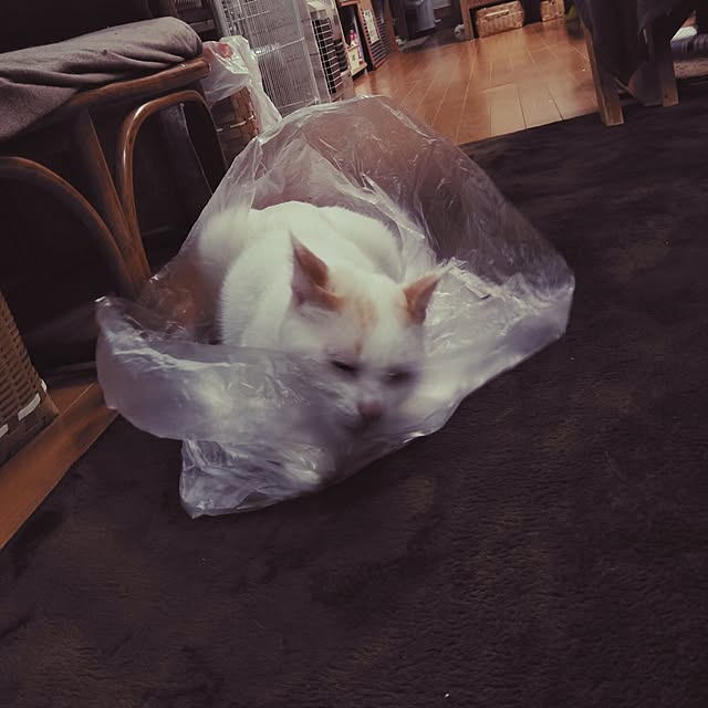 posauruさんの実例写真