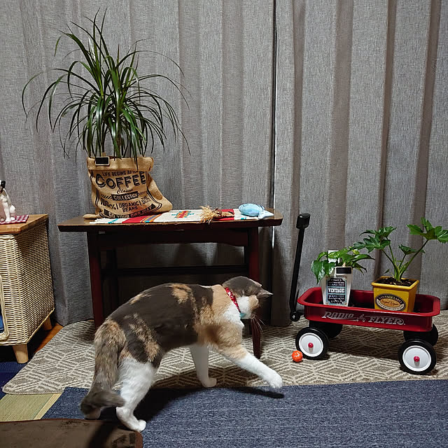 fukuさんの実例写真