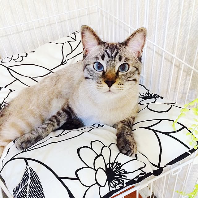 ineko_kさんの実例写真