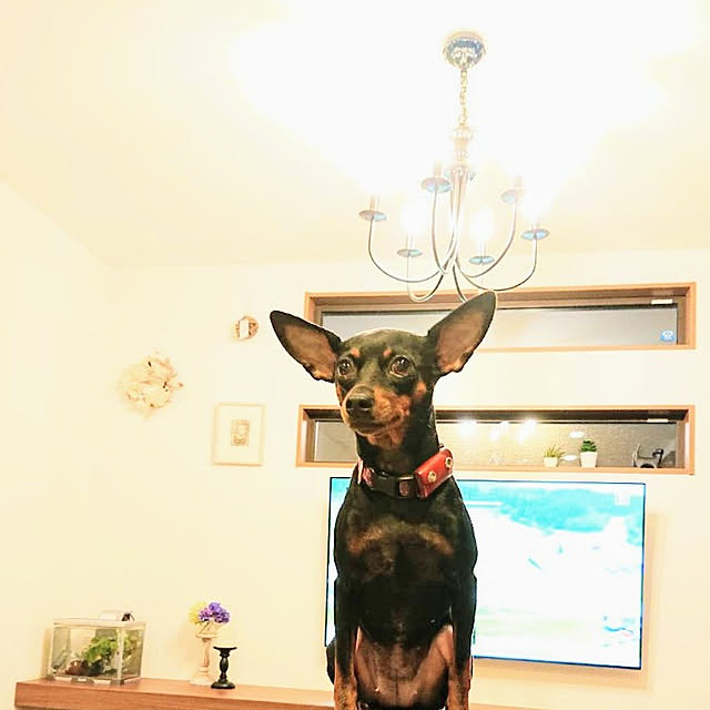 shizuponさんの実例写真