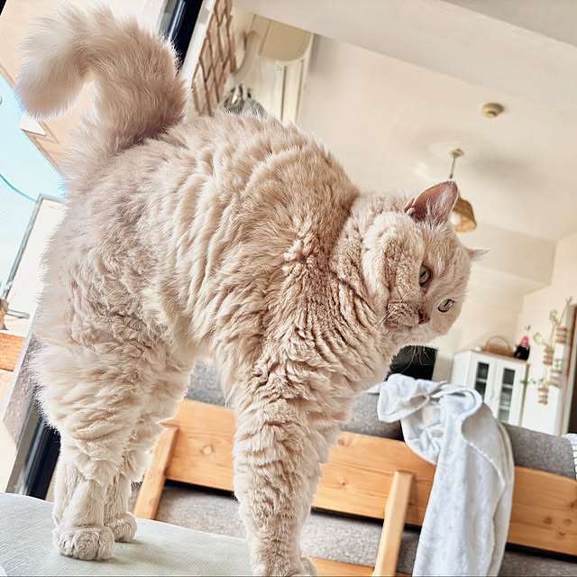 naokoさんの実例写真