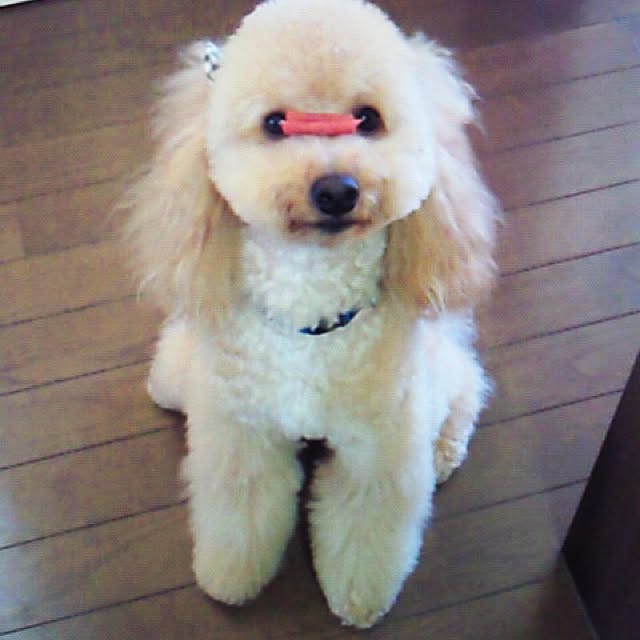 実例写真