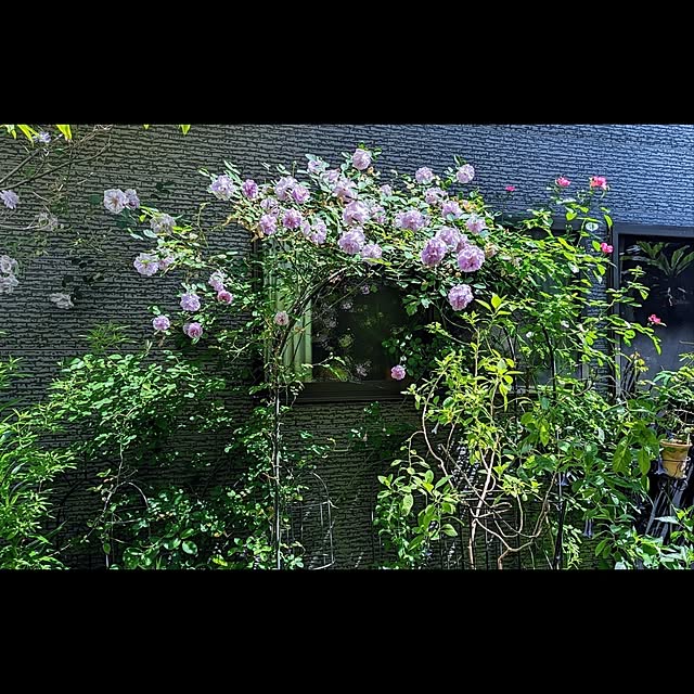 aromameさんの部屋