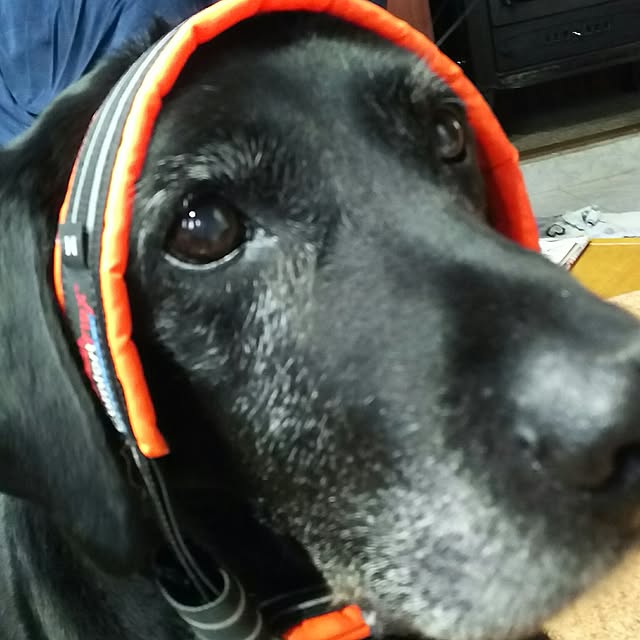 ohisamaさんの実例写真