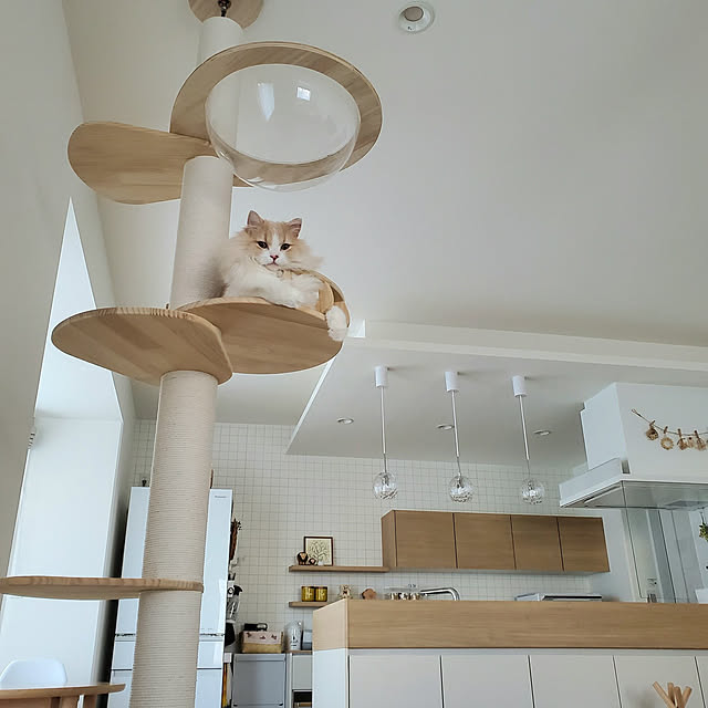 愛猫のプレゼントに✨キャットタワー 配っ 突っ張り 木製 愛猫のプレゼントに✨キャットタワー 配っ 突っ張り 木製
