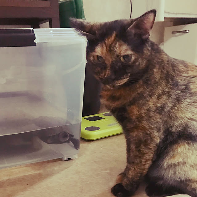 tornadeさんの実例写真