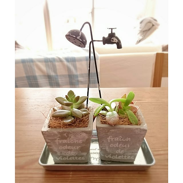 蛇口ピックの見本です 多肉植物 箱庭 水道 - メルカリ