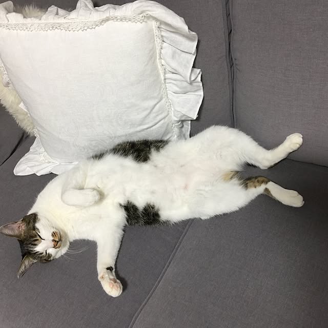 yuchiさんの実例写真