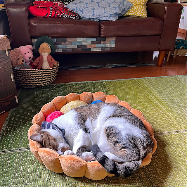 jijiさんの実例写真