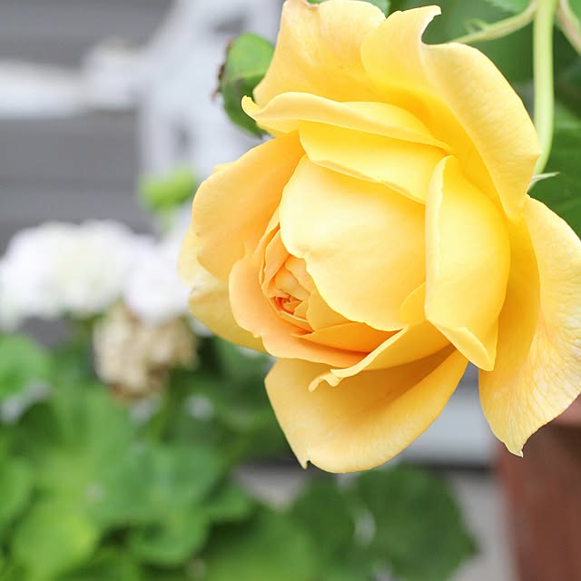 rosemoire67さんの実例写真