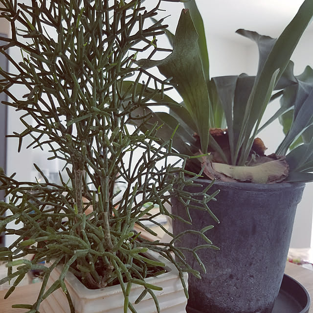 リビング/観葉植物/多肉植物/ナチュラル/カフェ風...などのインテリア実例 - 2019-05-12 11:16:20