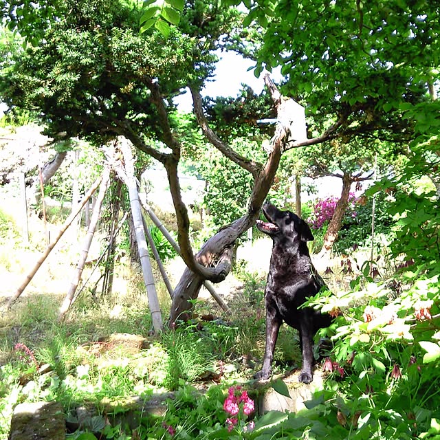 Shizukaさんの実例写真
