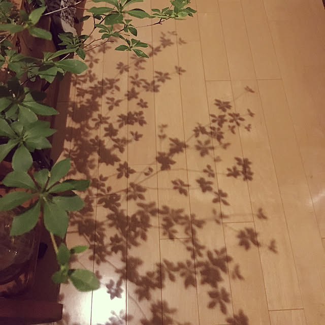 shimaさんの実例写真