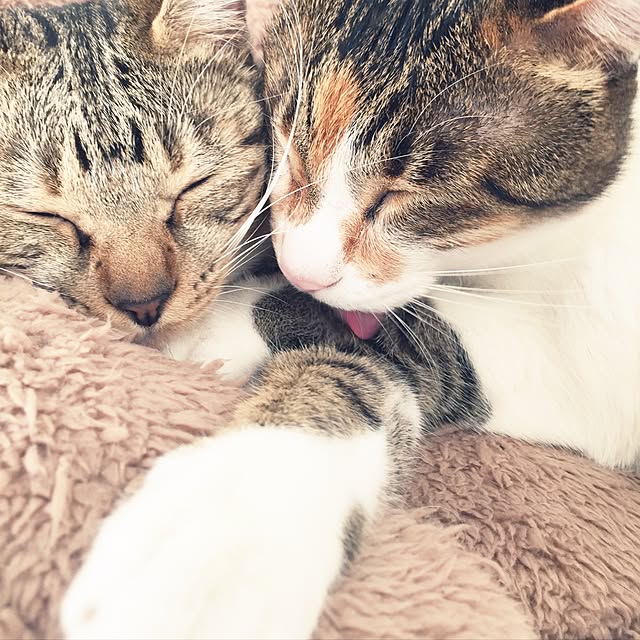 tiger7327さんの実例写真