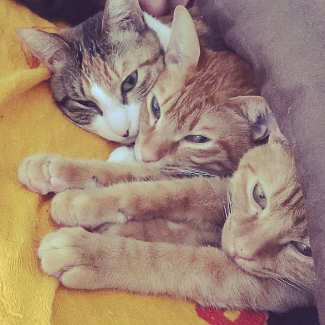 Minamiさんの実例写真