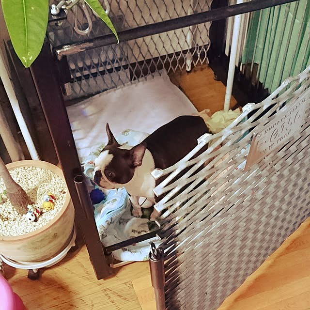 maiさんの実例写真