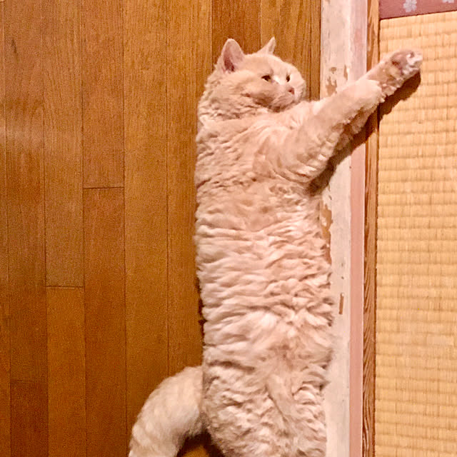 naokoさんの部屋