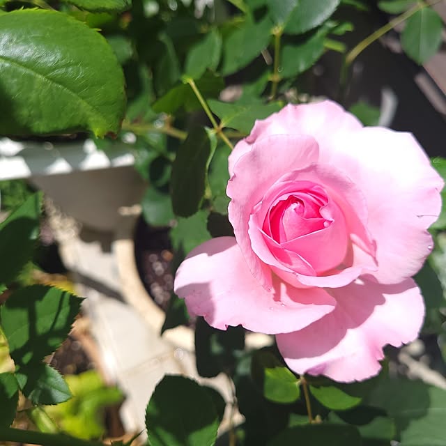 mimi828さんの実例写真