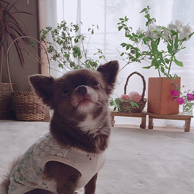 nanaringo_さんの実例写真