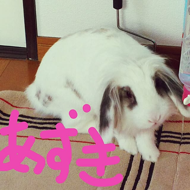 WASABIさんの実例写真