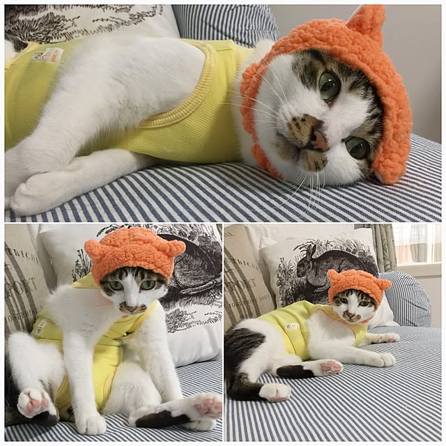 yuchiさんの実例写真