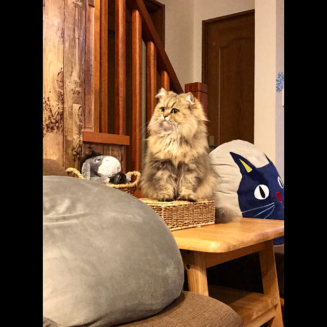 butachanさんの実例写真