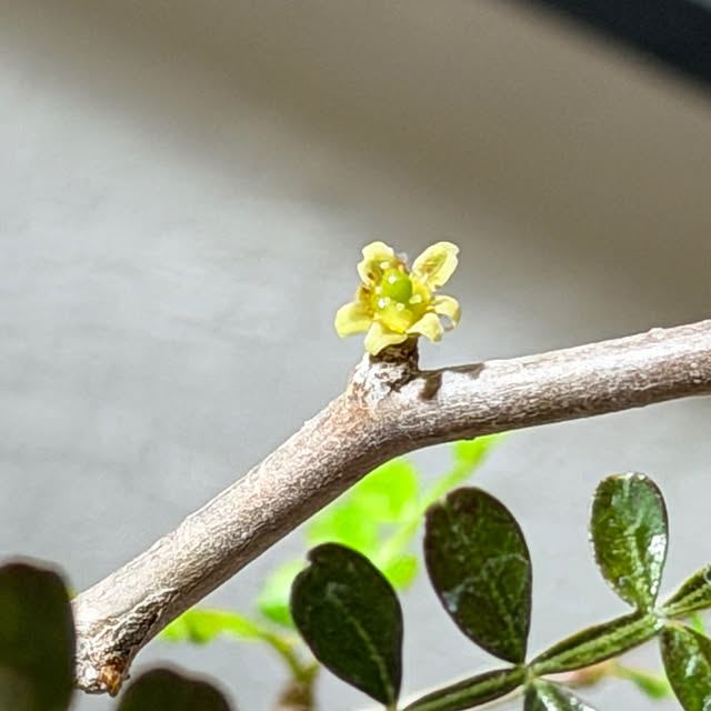 nuruiさんの部屋