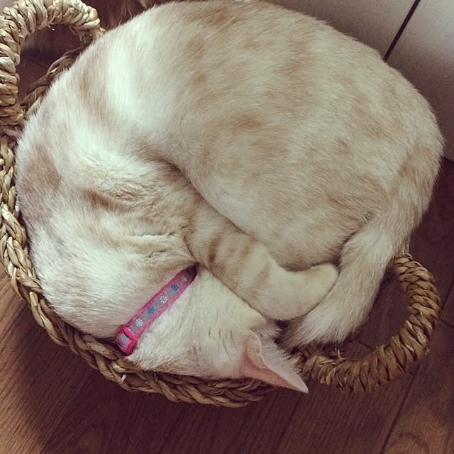 yukamomonさんの実例写真
