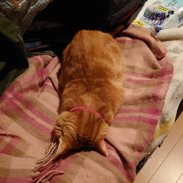 shinobuさんの実例写真
