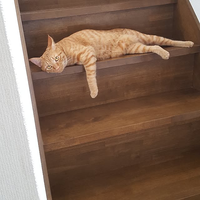 mi_iさんの実例写真