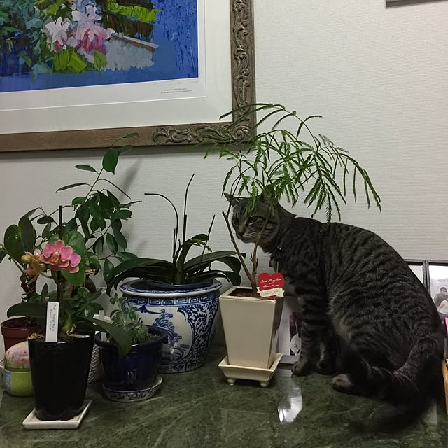 minitomatoさんの実例写真