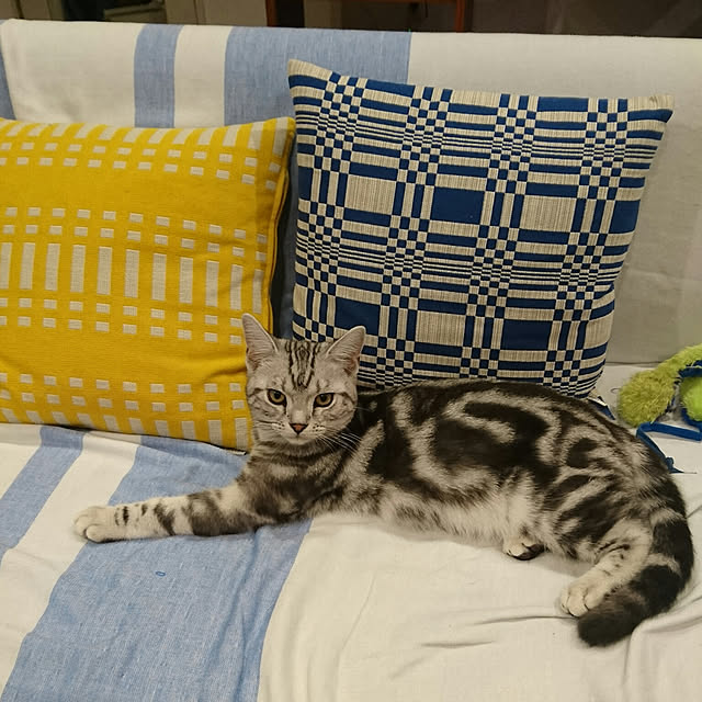 asmaさんの実例写真