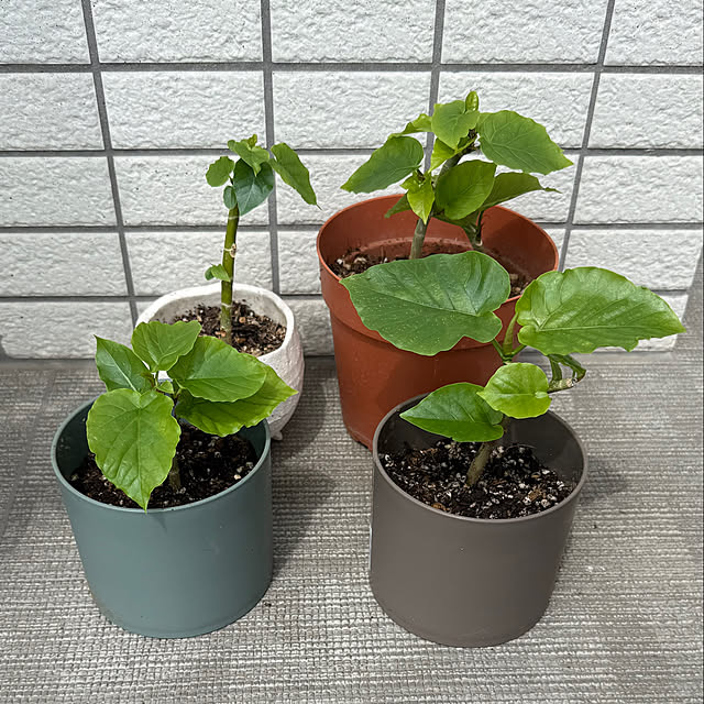 amさんの部屋