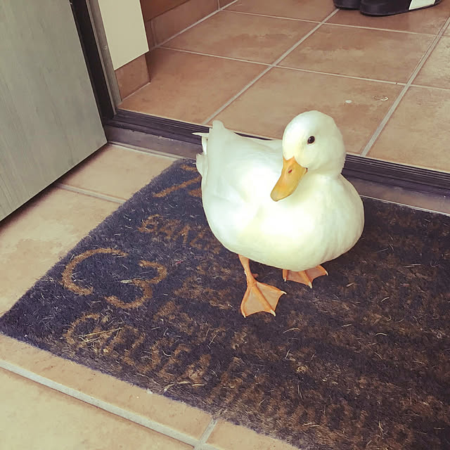 noppe326さんの実例写真