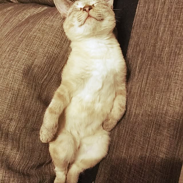 kikiさんの実例写真