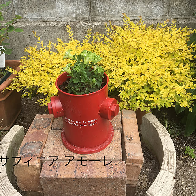 mimoza.さんの実例写真