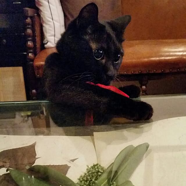hotaruさんの実例写真