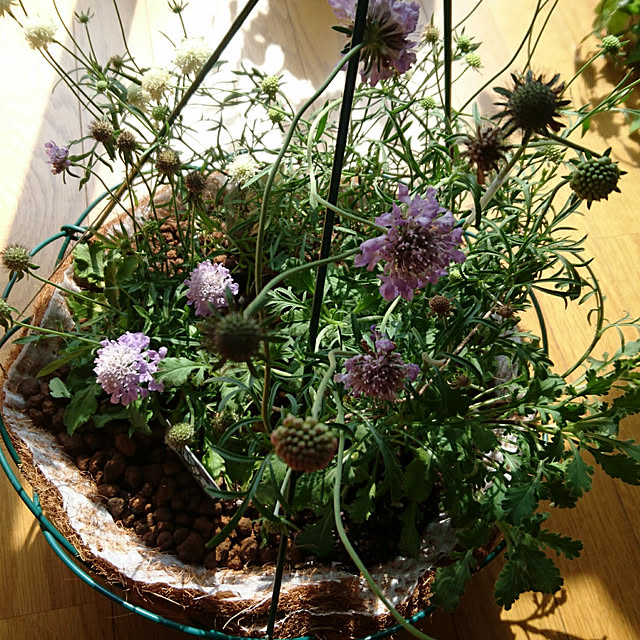 部屋全体/ドライフラワー/観葉植物のインテリア実例 - 2018-07-11 09:00:29