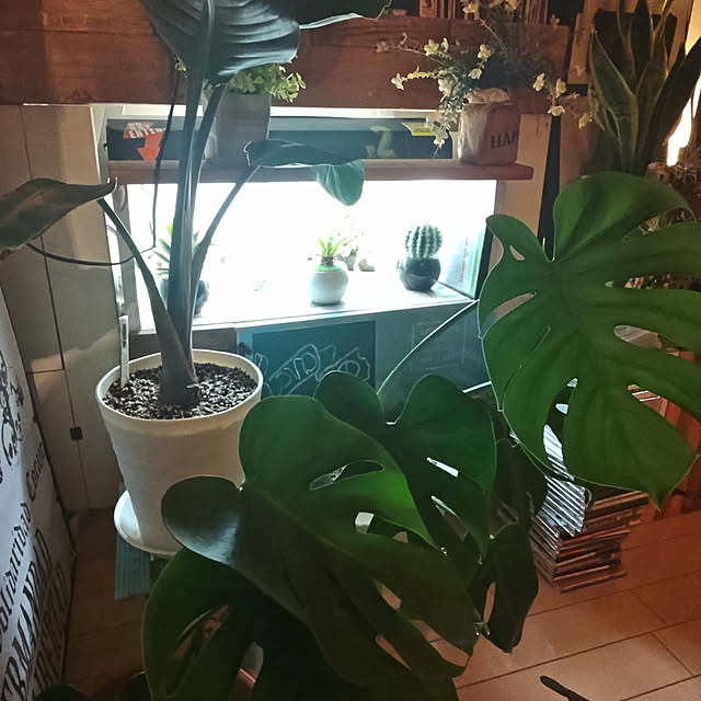リビング/観葉植物/一人暮らし/観葉植物のある部屋のインテリア実例 - 2022-10-07 23:08:52