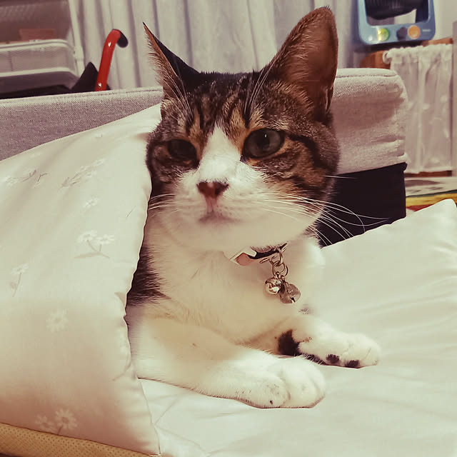 civicglさんの実例写真