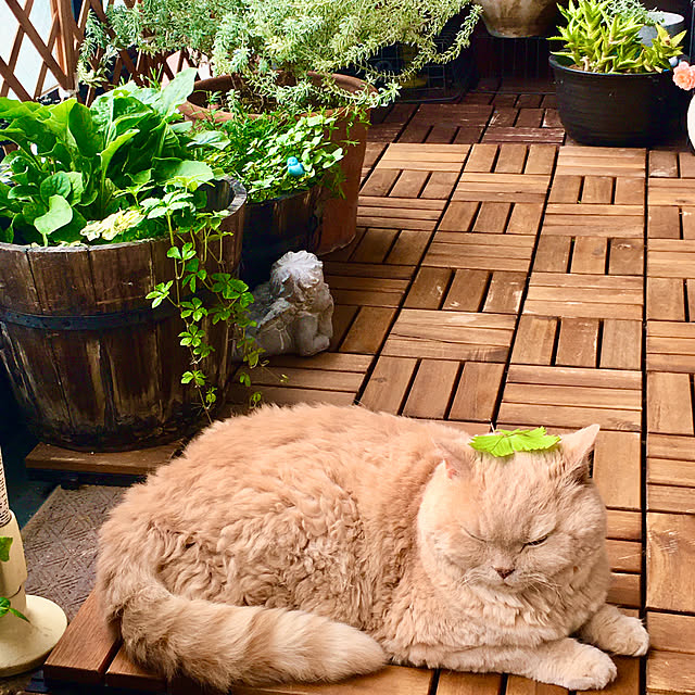 naokoさんの実例写真