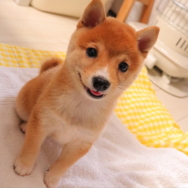 suzyさんの実例写真