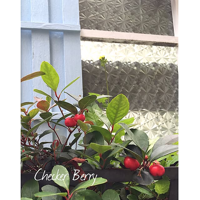 cherryさんの実例写真