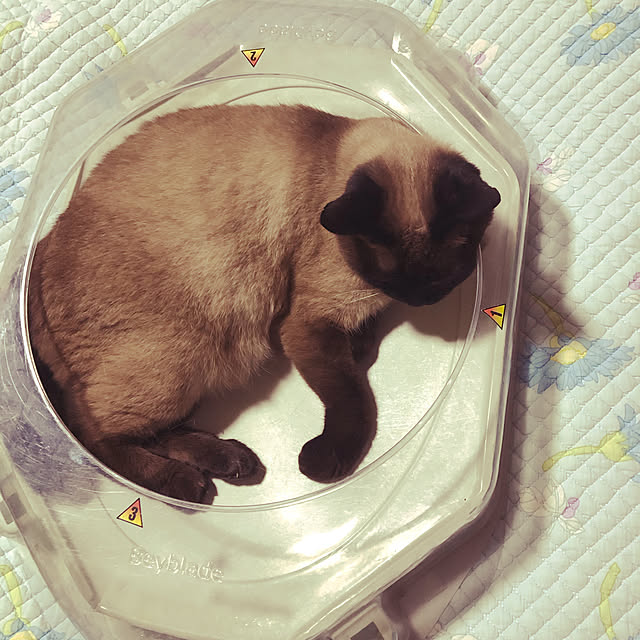 ranさんの実例写真